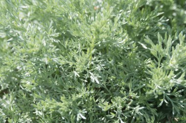 Artemisia absinthium, güçlü bir kokusu ve sertliği olan gümüşi bir bitki. İlaç fabrikası ve absent bazlı..