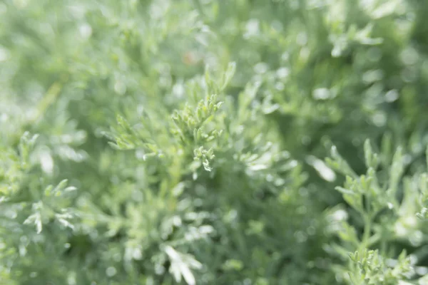 Rozmazané Stříbřité Listy Absinthia Artemisia Zelené Rozmazané Vegetativní Pozadí — Stock fotografie