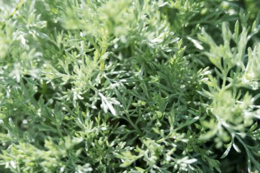 Artemisia absinthium, güçlü bir kokusu ve sertliği olan gümüşi bir bitki. İlaç fabrikası ve absent bazlı..