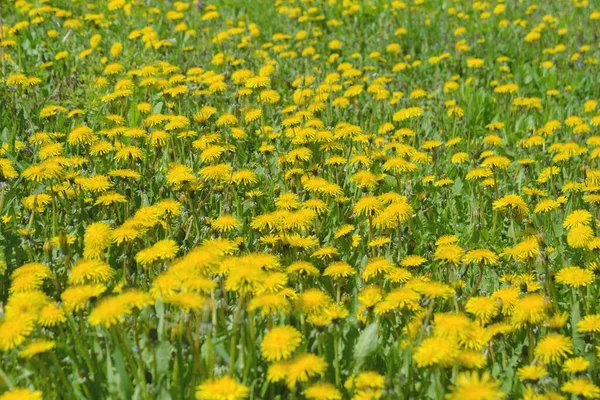 Grote Gele Paardenbloem Bloemen Geneeskrachtige Plant Taraxacum Gele Bloeiende Veld — Stockfoto