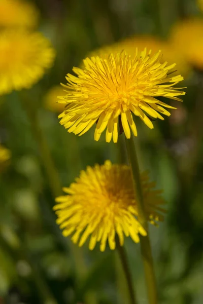 Büyük Sarı Karahindiba Çiçekleri Laç Fabrikası Taraxacum Sarı Çiçek Tarlası — Stok fotoğraf