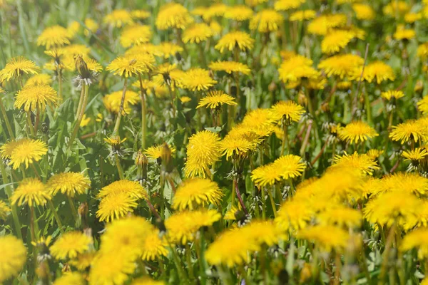 Grandes Flores Dente Leão Amarelas Planta Medicinal Taraxacum Campo Florescente — Fotografia de Stock