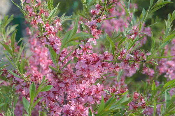 Finom Rózsaszín Virágok Prunus Persica Napfényben Virágzó Gyümölcsfa Kertészkedés — Stock Fotó