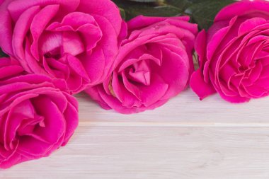 Beyaz arka planda büyük pembe güller. Çiçekler en iyi hediyedir..