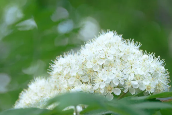 精致的白色龙眼花 早春盛开的Sorbus树 — 图库照片