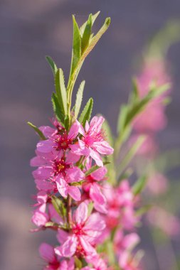 Prunus persica 'nın narin pembe çiçekleri güneş ışığında. Çiçek açan meyve ağacı. Bahçıvanlık.