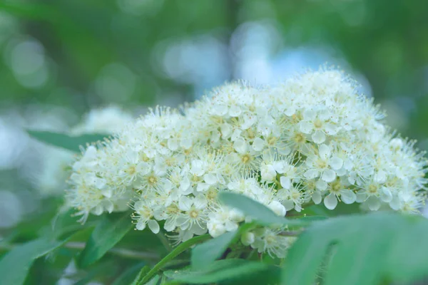 Delicadas Flores Blancas Serbal Sorbus Floreciente Principios Primavera — Foto de Stock