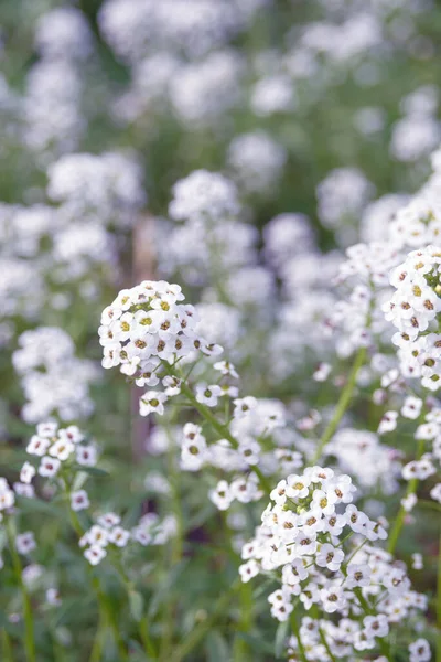 Delicate Kleine Witte Bloemen Van Lobularia Maritima Een Plant Voor — Stockfoto