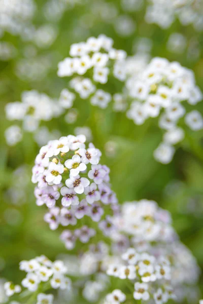 Delicate Kleine Witte Bloemen Van Lobularia Maritima Een Plant Voor — Stockfoto