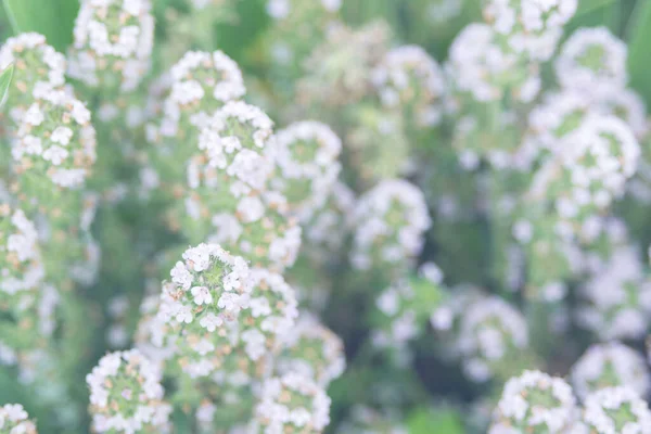 Delicate Kleine Witte Bloemen Van Lobularia Maritima Een Plant Voor — Stockfoto