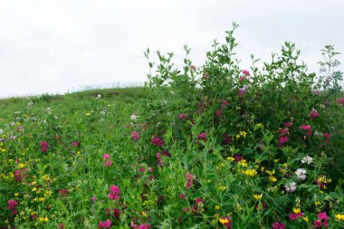 Lotus corniculatus bitkisinin çok renkli yaz çiçekleri. Hayvan yemi için yem baklagilleri. Ukrayna bitkileri.