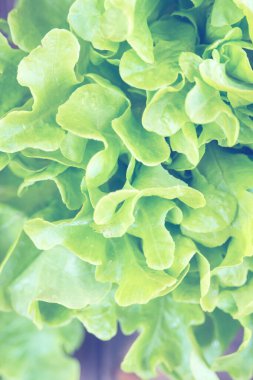 Taze yeşil marul yaprakları. Öğle yemeği için lezzetli sebzeler. Sağlıklı beslenme kavramı.