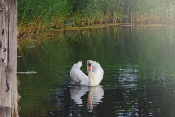 Hermoso Cisne Blanco Estanque Pájaro Blanco Cygnus Símbolo Amor Fidelidad — Foto de Stock