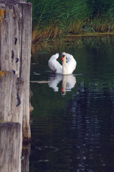 池塘里有只漂亮的白天鹅白鸟天鹅座是爱情和忠诚的象征 — 图库照片