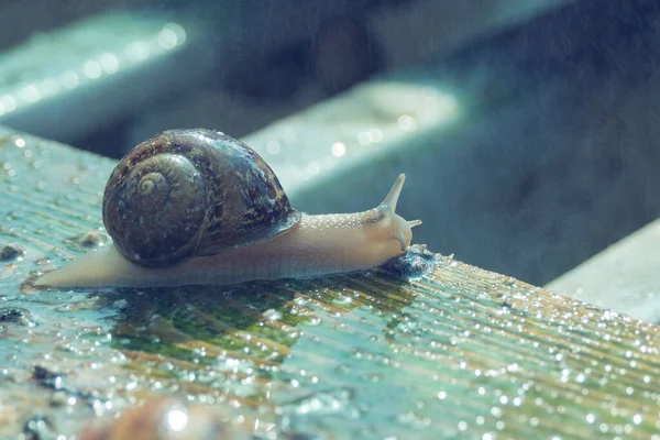 大きなカタツムリカタツムリの農場で水を実行している下でHelix Aspersa Maxima 食用カタツムリの繁殖 — ストック写真