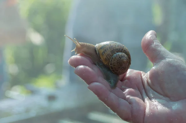 Gran Caracol Helix Aspersa Máxima Mano Granjero Una Granja Caracoles —  Fotos de Stock