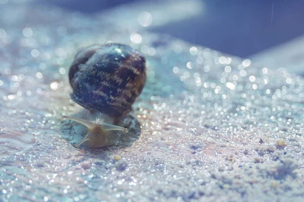 Large Snails Helix Aspersa Maxima Running Water Snail Farm Breeding — Stock Photo, Image