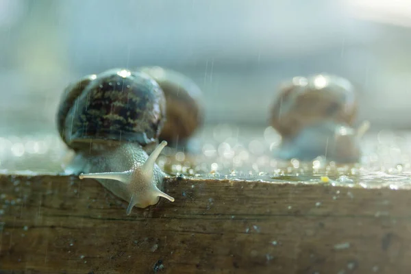 大きなカタツムリカタツムリの農場で水を実行している下でHelix Aspersa Maxima 食用カタツムリの繁殖 — ストック写真