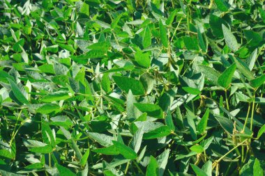 Glicine maksimum yiyecek ve teknik kültür sahada. Tarım sektörü