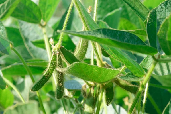 Forragem Máxima Glicina Cultura Técnica Campo Actividades Agrícolas — Fotografia de Stock