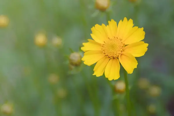 Parlak Sarı Kozmos Çiçekleri Sülfür Sarısı Kozmos Sülfür Dekoratif Bir — Stok fotoğraf