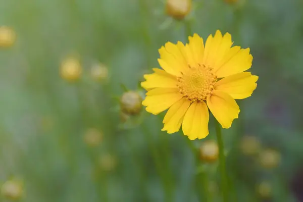 Heldere Gele Kosmos Bloemen Zwavel Gele Cosmos Zwavel Prachtige Tuinbloemen — Stockfoto