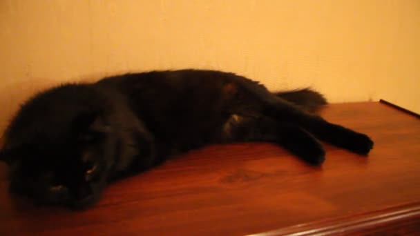 Negro negro gato — Vídeos de Stock