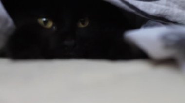 Kara kedi uyku