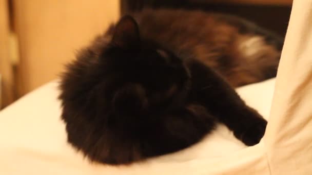 Czarny kot, jeden — Wideo stockowe