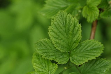Makro kipte yeşil çalı dokusu
