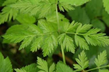 Çalı dokusunun yeşil ince yaprakları makro modda
