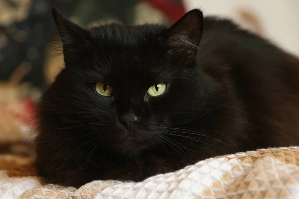 Black Cat Close Room — Stock Photo, Image