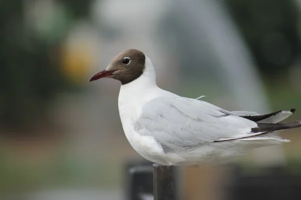 Mouette sur l'étang de la ville en été — Photo