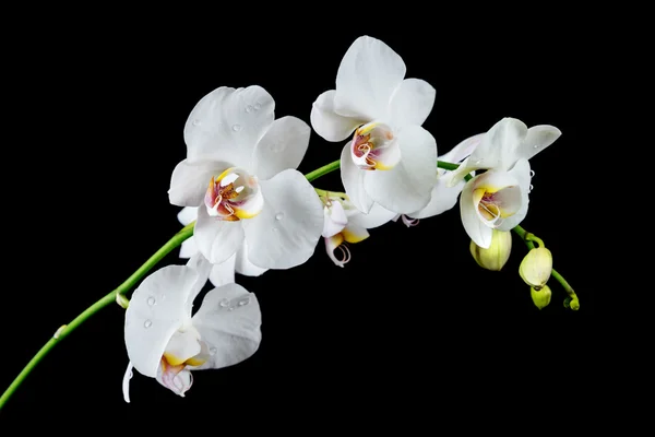 White Orchid on a black background — Stock Photo, Image