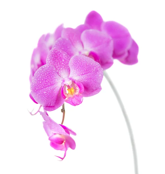 Orquídea isolada em branco — Fotografia de Stock
