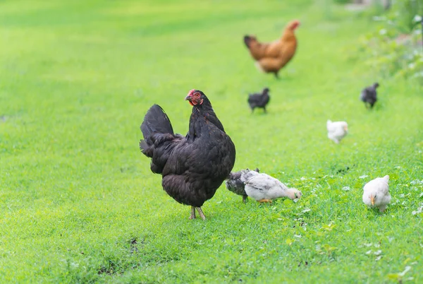 Pollos familia en un paseo —  Fotos de Stock