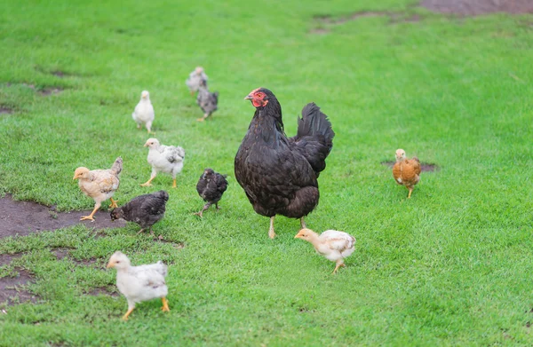 Hühnerfamilie beim Spaziergang — Stockfoto