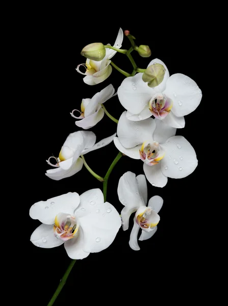 Біла орхідея на чорному тлі — стокове фото