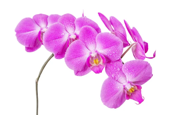 Орхідея ізольована на білому — стокове фото