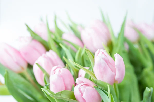 Pink tulips flowers — Stock Photo, Image