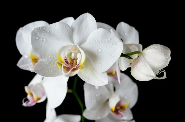 Vit orkidé på en svart bakgrund — Stockfoto