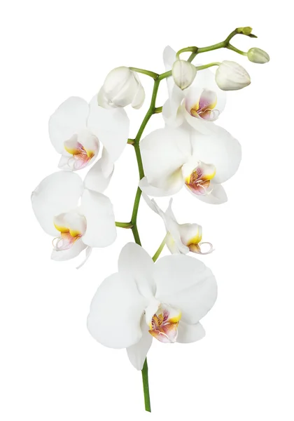 Fiore di orchidea bianca — Foto Stock