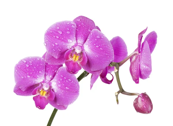 Orquídea isolada em branco — Fotografia de Stock