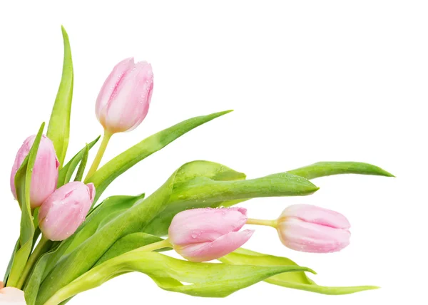 Roze tulpen bloemen — Stockfoto