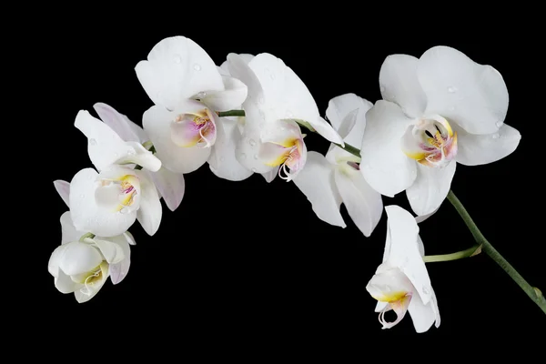 Weiße Orchidee auf schwarzem Hintergrund — Stockfoto