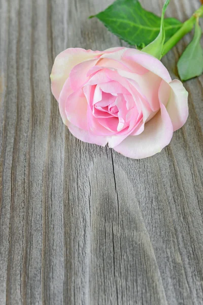 Single pink rose — Stock Photo, Image
