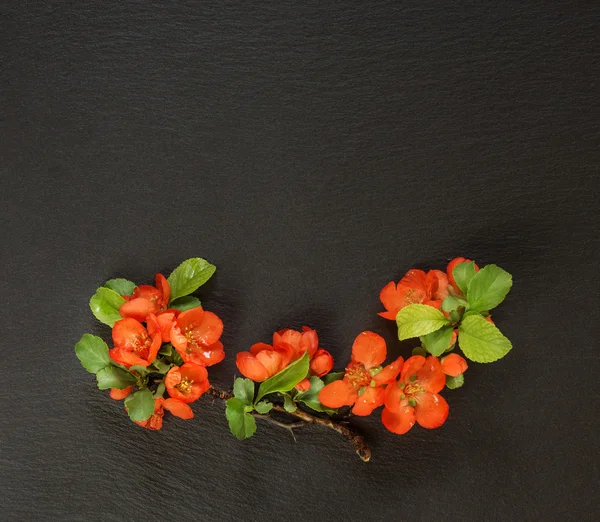 Chaenomeles bloemen op een zwarte achtergrond — Stockfoto