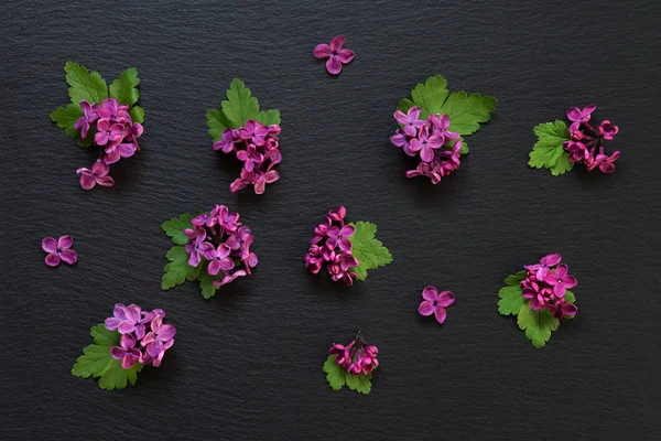 Flores lila sobre un fondo negro — Foto de Stock