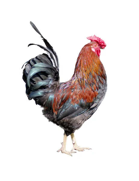 Rooster on a white background — Stock Photo, Image