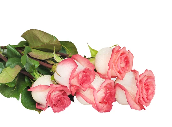 Rosa Rosen auf weiß — Stockfoto
